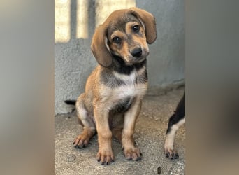 Lenny, geb. ca. 05/2026, lebt in GRIECHENLAND, im städt. Tierheim Serres