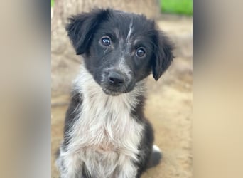 Vayla, geb. ca. 10/2025, lebt in GRIECHENLAND, auf einer privaten Pflegestelle