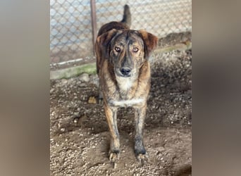 Fiyero, geb. ca. 07/2025, lebt in GRIECHENLAND, im städt. Tierheim Serres