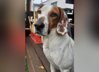 Zack, geb. ca. 10/2022, lebt auf einer Pflegestelle in 23556 Lübeck