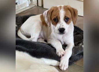 Sprite, geb. ca. 11/2025, lebt in GRIECHENLAND, auf einer privaten Pflegestelle