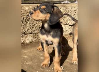 Lior, geb. ca. 12/2025, lebt in GRIECHENLAND, auf einer privaten Pflegestelle