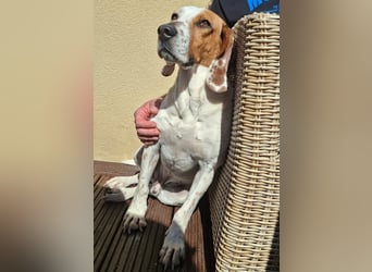 Zack, geb. ca. 10/2022, lebt auf einer Pflegestelle in 23556 Lübeck