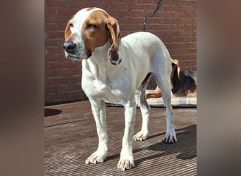 Zack, geb. ca. 10/2022, lebt auf einer Pflegestelle in 23556 Lübeck