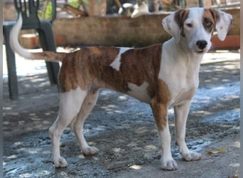 Nivara, geb. ca. 11/2024, lebt in GRIECHENLAND, auf einer privaten Pflegestelle