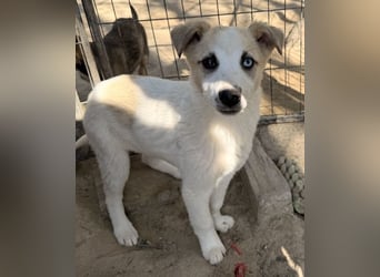 Maple, geb. ca. 12/2025, lebt auf einer Pflegestelle in 52531 Übach-Palenberg