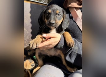 Loxie, geb. 12/2025, lebt in GRIECHENLAND, auf einer privaten Pflegestelle