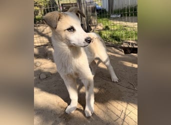 Maple, geb. ca. 12/2025, lebt auf einer Pflegestelle in 52531 Übach-Palenberg