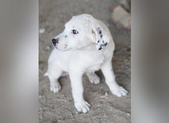 Yaspi, geb. ca. 01/2026, lebt in GRIECHENLAND, auf einer privaten Pflegestelle