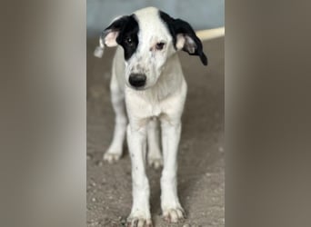 Dani, geb. ca. 02/2026, lebt in GRIECHENLAND, im städt. Tierheim Serres