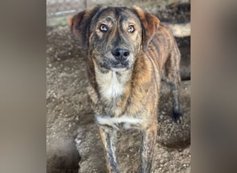 Fiyero, geb. ca. 07/2025, lebt in GRIECHENLAND, im städt. Tierheim Serres