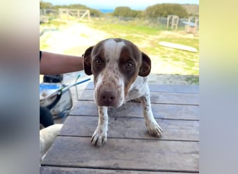 Titus geb. ca. 04/2025, lebt in GRIECHENLAND, auf einer privaten Pflegestelle