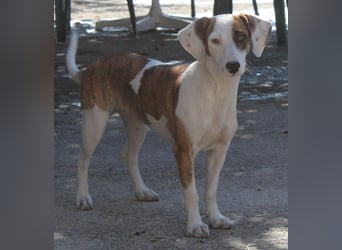 Nivara, geb. ca. 11/2024, lebt in GRIECHENLAND, auf einer privaten Pflegestelle