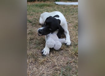 Melina, geb. ca. 01/2025, lebt auf einer Pflegestelle in 67735 Mehlbach