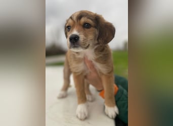 Barnes, geb. ca. 10/2025, lebt in GRIECHENLAND, im städt. Tierheim Serres