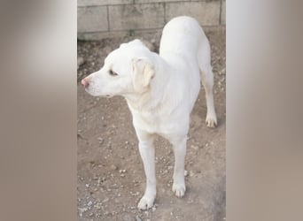Gianna, geb. ca. 02/2022, lebt in GRIECHENLAND, im städt. Tierheim Serres