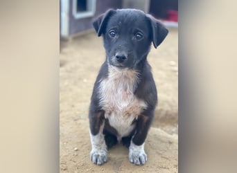 Altor, geb. ca. 10/2025, lebt in GRIECHENLAND, auf einer privaten Pflegestelle