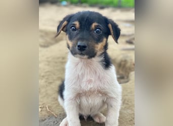 Caien, geb. ca. 10/2025, lebt in GRIECHENLAND, auf einer privaten Pflegestelle