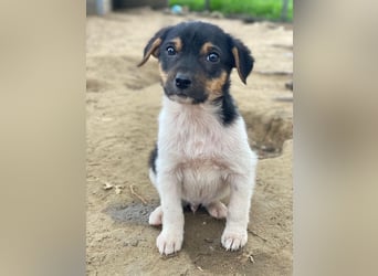 Caien, geb. ca. 10/2025, lebt in GRIECHENLAND, auf einer privaten Pflegestelle