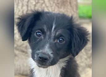 Vayla, geb. ca. 10/2025, lebt in GRIECHENLAND, auf einer privaten Pflegestelle