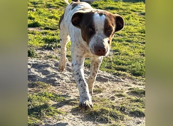 Titus geb. ca. 04/2025, lebt in GRIECHENLAND, auf einer privaten Pflegestelle