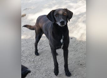 Chelion, geb. ca. 11/2018, lebt in GRIECHENLAND, im städt. Tierheim Serres