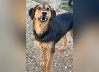 Rockie, geb. ca. 07/2025, lebt in GRIECHENLAND, im städt. Tierheim Serres