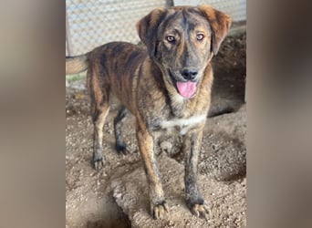 Fiyero, geb. ca. 07/2025, lebt in GRIECHENLAND, im städt. Tierheim Serres