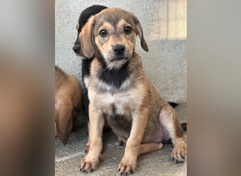Lotte, geb. ca. 05/2026, lebt in GRIECHENLAND, im städt. Tierheim Serres