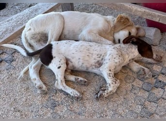 Titus geb. ca. 04/2025, lebt in GRIECHENLAND, auf einer privaten Pflegestelle