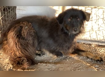 Kayra, geb. ca. 09/2018, lebt in GRIECHENLAND, im städt. Tierheim Serres