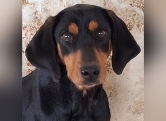 Frida, geb. ca. 01/2025, lebt in GRIECHENLAND, auf einer privaten Pflegestelle