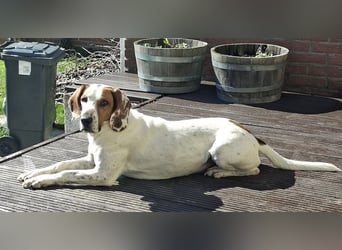 Zack, geb. ca. 10/2022, lebt auf einer Pflegestelle in 23556 Lübeck