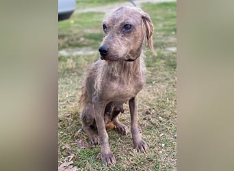 Tharu, geb. ca. 01/2024, lebt in GRIECHENLAND, im städt. Tierheim Serres, Vermittlungshilfe