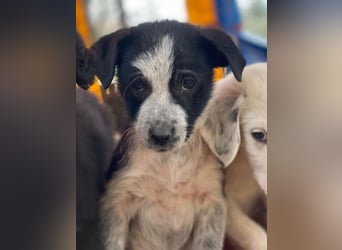 Zephira, geb. ca. 10/2025, lebt in GRIECHENLAND, auf einer privaten Pflegestelle