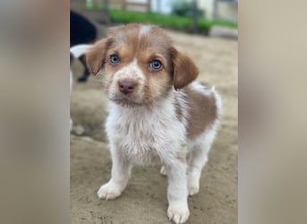 Nyli, geb. ca. 10/2025, lebt in GRIECHENLAND, auf einer privaten Pflegestelle