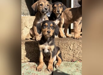 Lior, geb. ca. 12/2025, lebt in GRIECHENLAND, auf einer privaten Pflegestelle