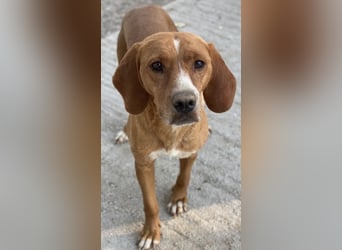 Elma, geb. ca. 03/2021, lebt in GRIECHENLAND, im städt. Tierheim Serres