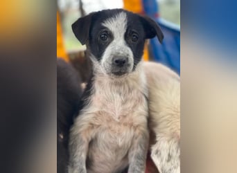 Zephira, geb. ca. 10/2025, lebt in GRIECHENLAND, auf einer privaten Pflegestelle