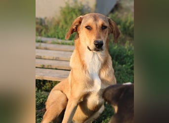 Henning, geb. ca. 12/2023, lebt in GRIECHENLAND, im städt. Tierheim Serres