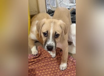 Cola, geb. ca. 11/2025, lebt in GRIECHENLAND, auf einer privaten Pflegestelle