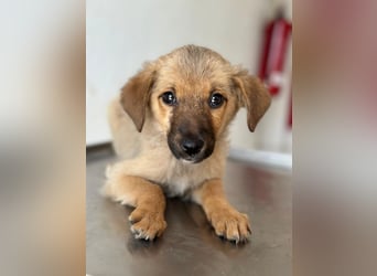 Ronja, geb. ca. 04/2026, lebt in GRIECHENLAND, auf einer privaten Pflegestelle