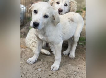 Mochina, geb. ca. 01/2026, lebt in GRIECHENLAND, auf einer privaten Pflegestelle