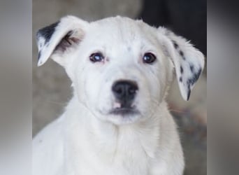 Yaspi, geb. ca. 01/2026, lebt in GRIECHENLAND, auf einer privaten Pflegestelle