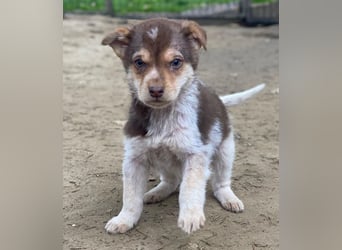 Krysante, geb. ca. 10/2025, lebt in GRIECHENLAND, auf einer privaten Pflegestelle