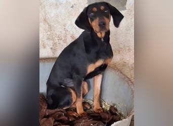 Frida, geb. ca. 01/2025, lebt in GRIECHENLAND, auf einer privaten Pflegestelle