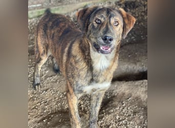 Fiyero, geb. ca. 07/2025, lebt in GRIECHENLAND, im städt. Tierheim Serres