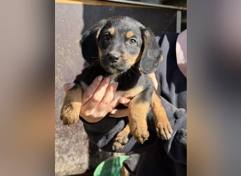 Loxie, geb. 12/2025, lebt in GRIECHENLAND, auf einer privaten Pflegestelle