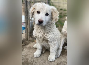 Tiramisu, geb. ca. 01/2026, lebt in GRIECHENLAND, auf einer privaten Pflegestelle