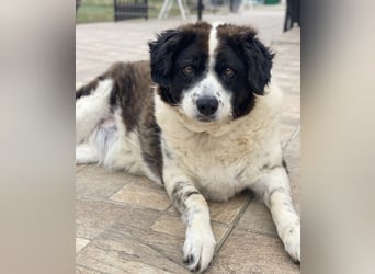 Linda, geb. ca. 09/2015, lebt in GRIECHENLAND, auf einer privaten Pflegestelle